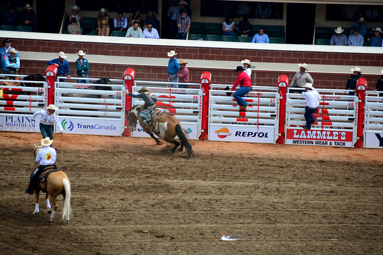 2017-07-10, 279, Calgary Stampede, AB, Saddled Bronco Riding
