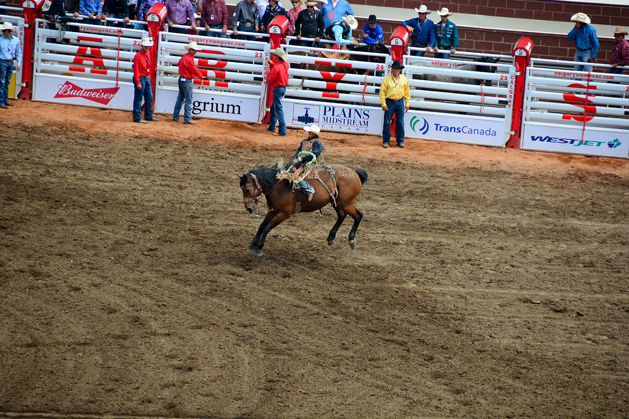 2017-07-10, 291, Calgary Stampede, AB, Saddled Bronco Riding