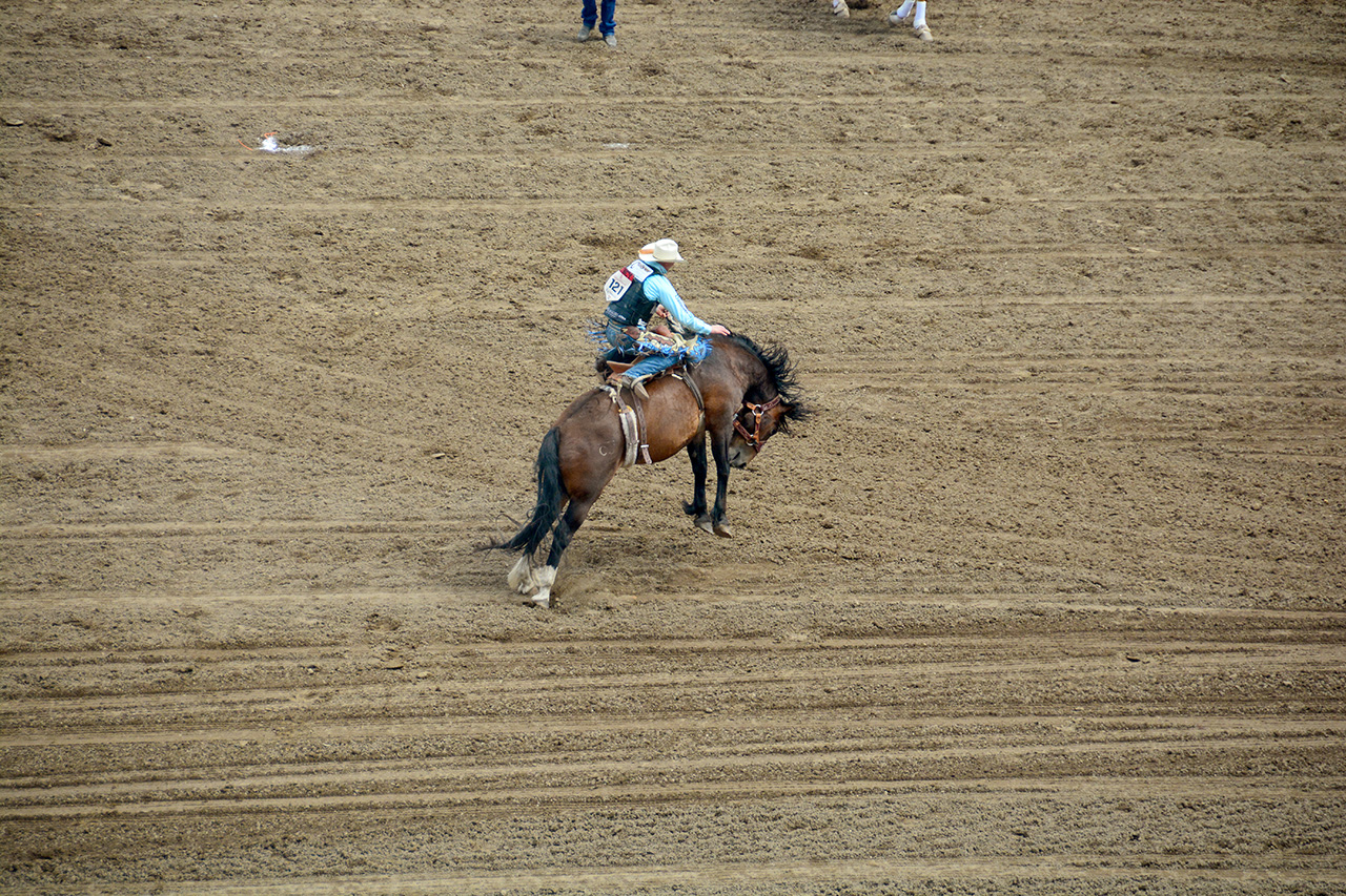 2017-07-10, 293, Calgary Stampede, AB, Saddled Bronco Riding