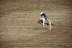 2017-07-10, 274, Calgary Stampede, AB, Saddled Bronco Riding