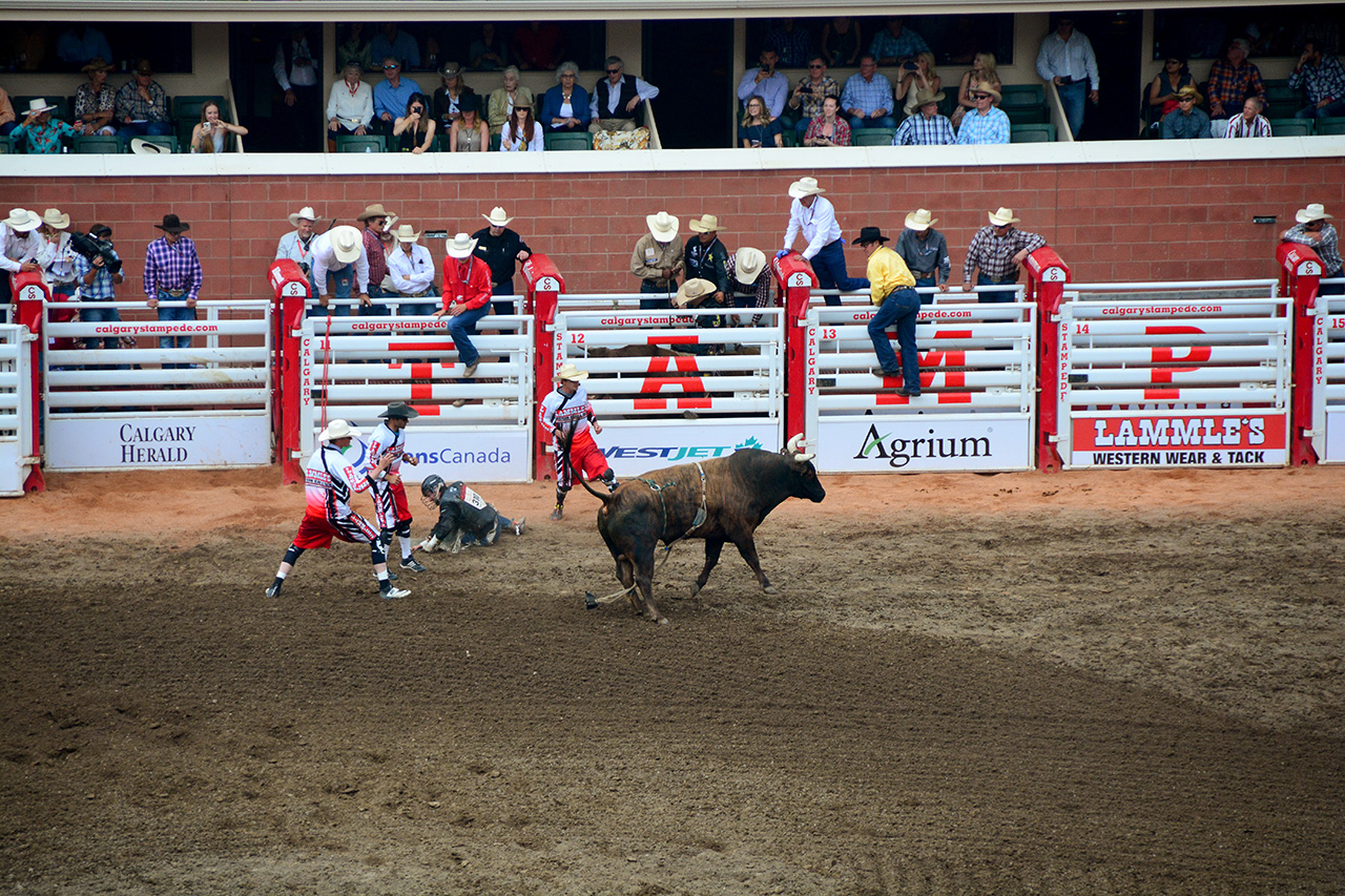 2017-07-10, 377, Calgary Stampede, AB, Bull Riding