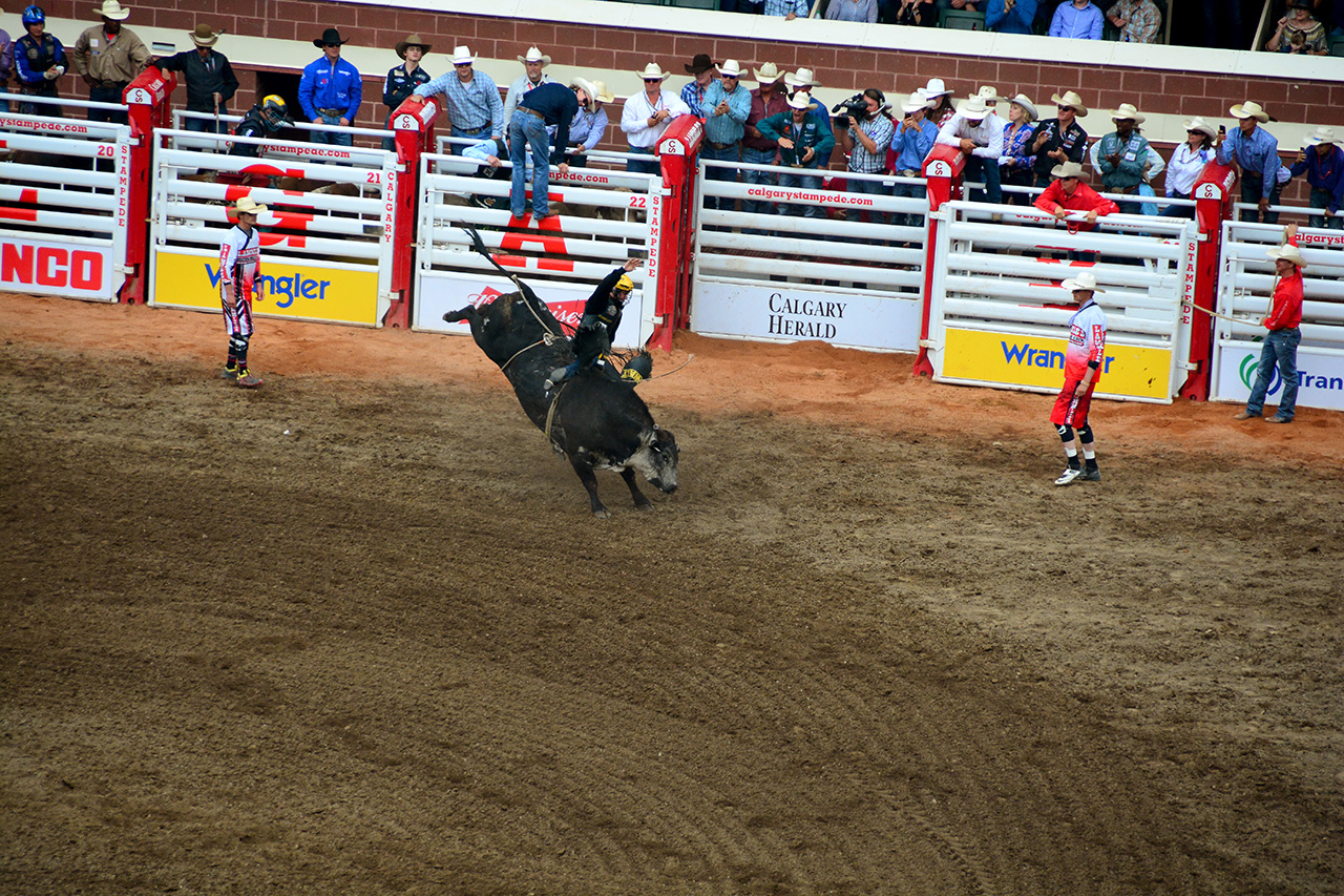 2017-07-10, 413, Calgary Stampede, AB, Bull Riding