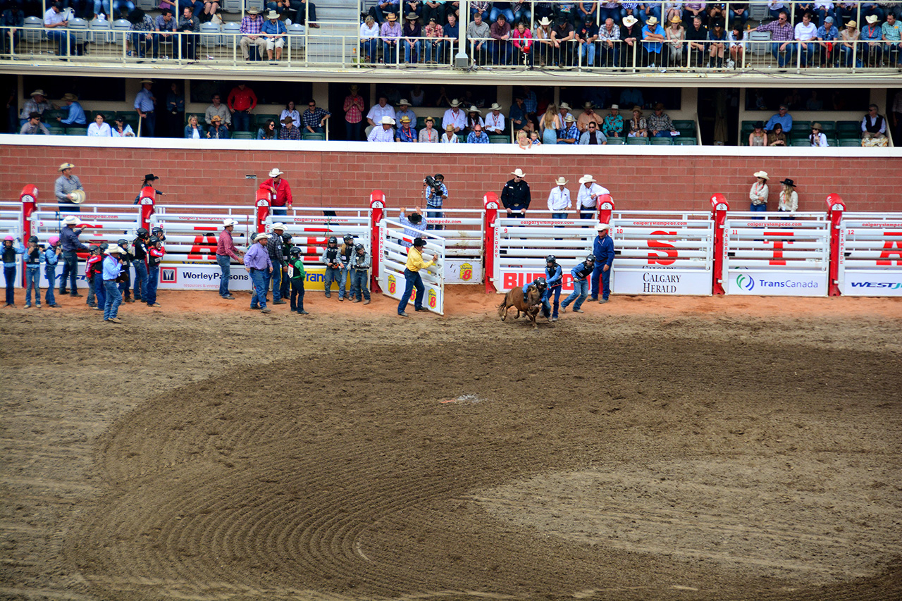 2017-07-10, 436, Calgary Stampede, AB, Youth Wild Pony