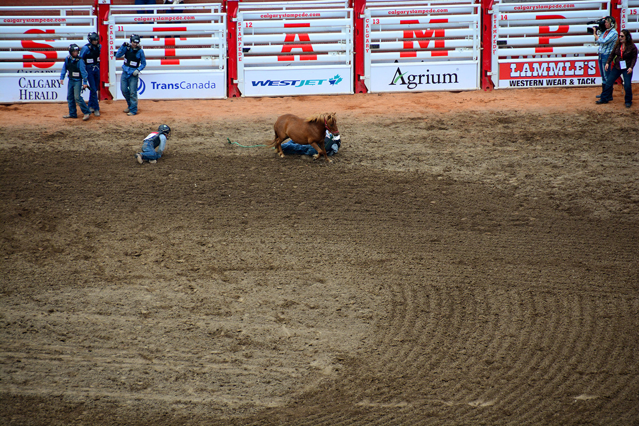 2017-07-10, 443, Calgary Stampede, AB, Youth Wild Pony