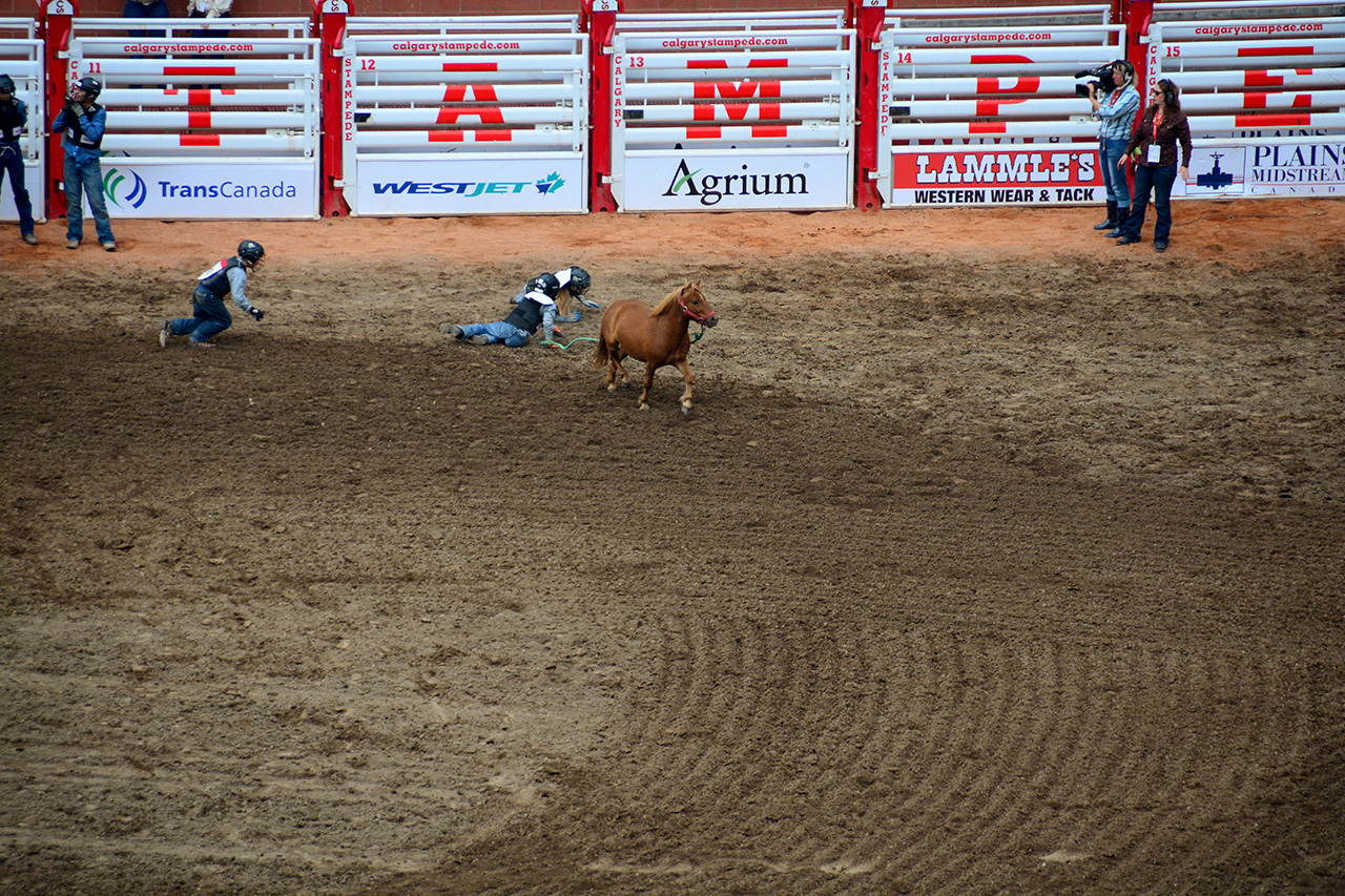 2017-07-10, 444, Calgary Stampede, AB, Youth Wild Pony