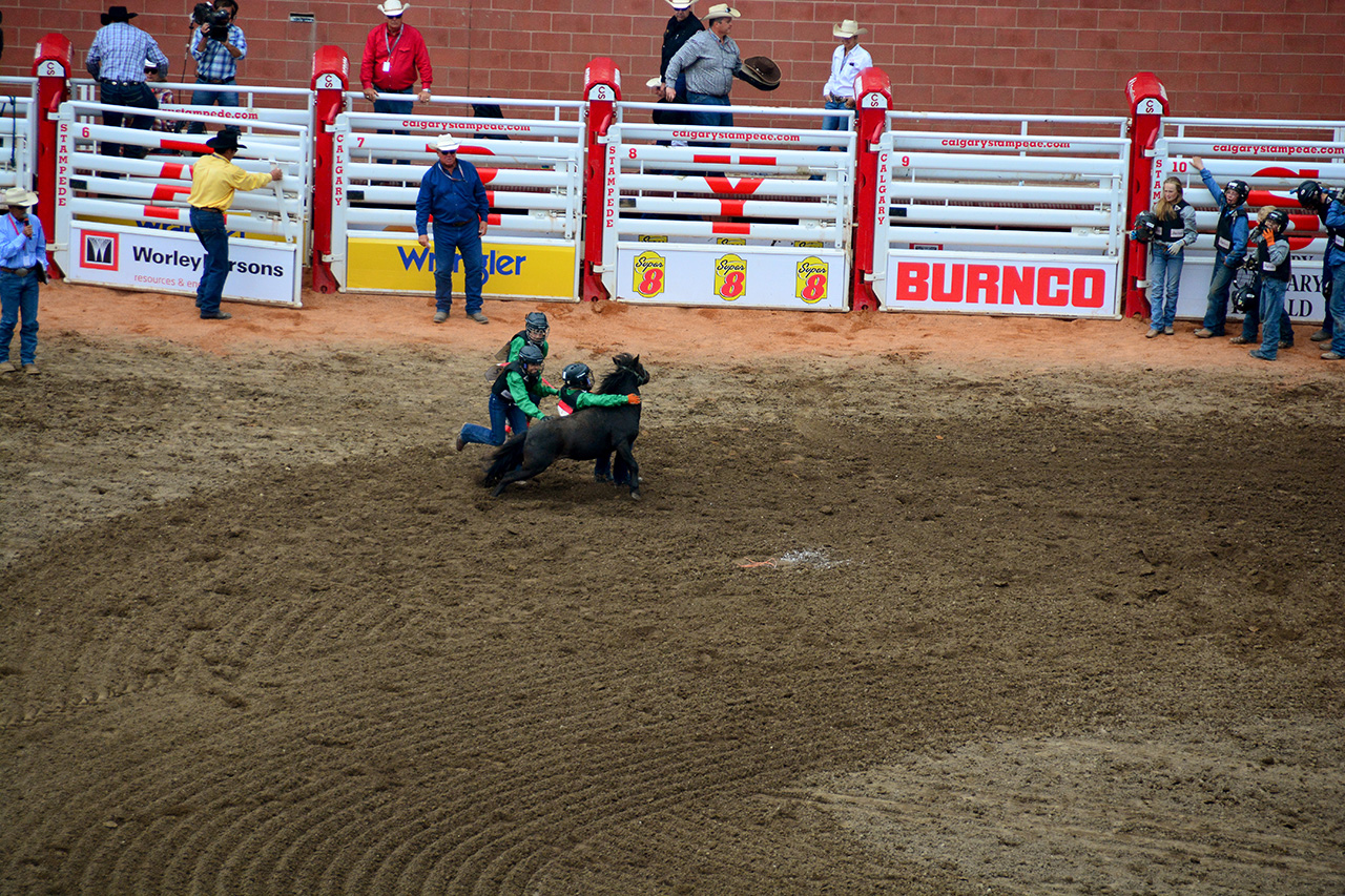 2017-07-10, 448, Calgary Stampede, AB, Youth Wild Pony