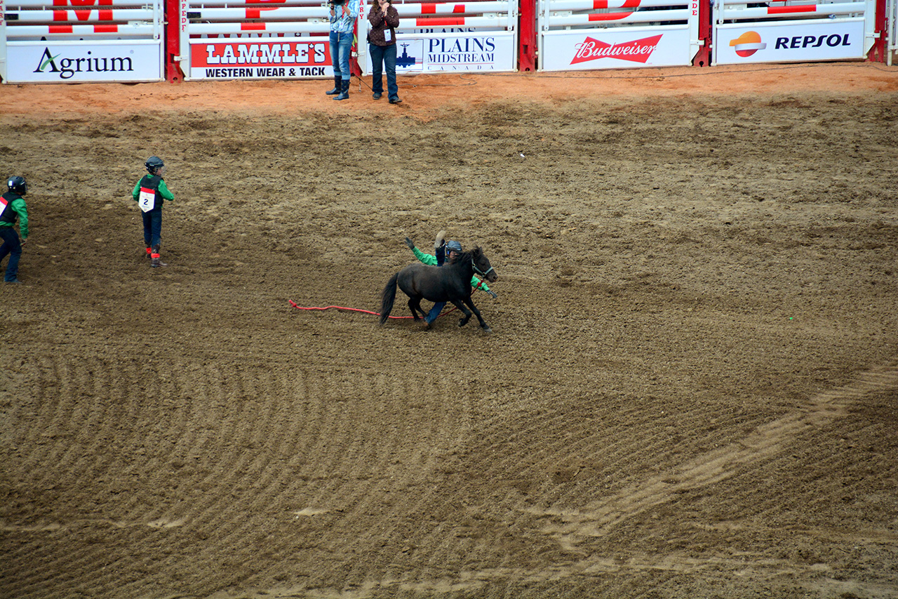 2017-07-10, 460, Calgary Stampede, AB, Youth Wild Pony