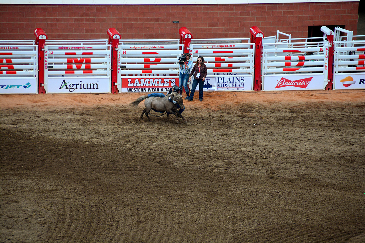 2017-07-10, 473, Calgary Stampede, AB, Youth Wild Pony