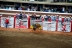 2017-07-10, 423, Calgary Stampede, AB, Bull Riding