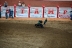 2017-07-10, 455, Calgary Stampede, AB, Youth Wild Pony