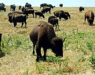 2012-08-19, 013, Custer State Park