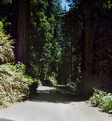 2013-07-05, 004, Road thru Jedediah Smith Redwoods SP, CA