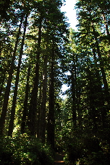 2013-07-06, 004, Linda B Johnson Grove, Redwood NP, CA