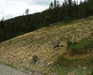 2013-07-28, 042, Alaskan Hwy Mile 0 - 496 BC, CA