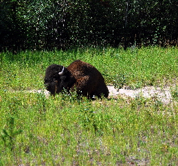 2013-08-15, 026, The Alaskan Hwy MP 779 - 496, YT-BC