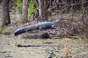 2015-02-15, 016, Jean Lafitte NP, Barataria, LA