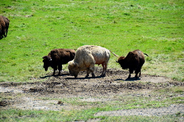 2016-08-02, 020, National Buffalo Museum