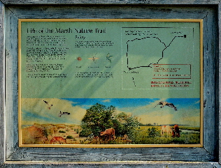 2017-06-12, 001, Life on the Marsh Trail