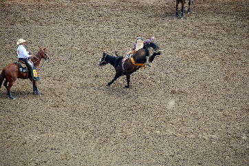 2017-07-10, 030, Calgary Stampede, AB, Saddle Bronco Riding