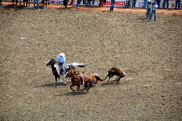 2017-07-10, 124, Calgary Stampede, AB, Steer Wrestling